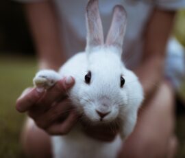 Tout savoir sur le lapin nain : caractère, soins et alimentation