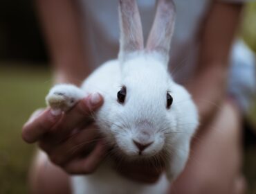 Tout savoir sur le lapin nain : caractère, soins et alimentation