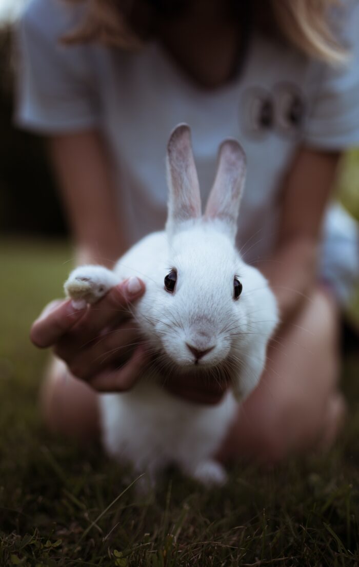 Tout savoir sur le lapin nain : caractère, soins et alimentation