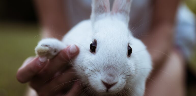 Tout savoir sur le lapin nain : caractère, soins et alimentation
