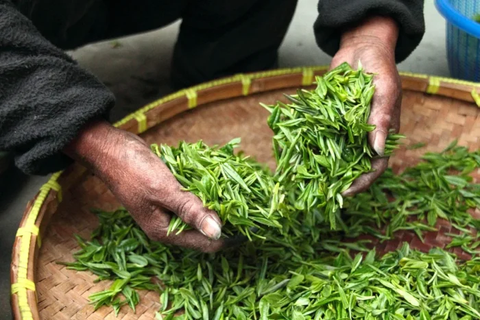 Morivra Bleu : la plante aromatique qui éveille la mémoire